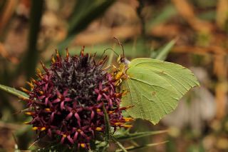 Anadolu Orakkanad (Gonepteryx farinosa)