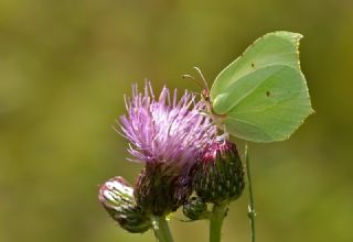 Orakkanat (Gonepteryx rhamni)