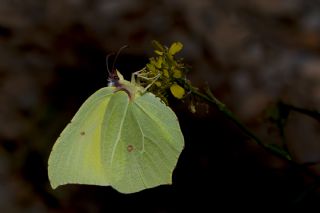 Orakkanat (Gonepteryx rhamni)
