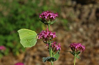 Orakkanat&nbsp;(Gonepteryx&nbsp;rhamni)