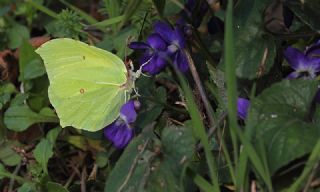 Orakkanat (Gonepteryx rhamni)