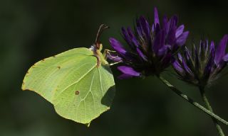 Orakkanat (Gonepteryx rhamni)