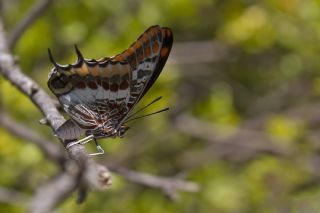 ift Kuyruklu Paa (Charaxes jasius )