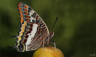 ift Kuyruklu Paa (Charaxes jasius )