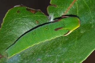ift Kuyruklu Paa (Charaxes jasius )