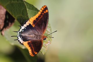 ift Kuyruklu Paa (Charaxes jasius )