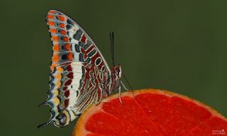 ift Kuyruklu Paa (Charaxes jasius )