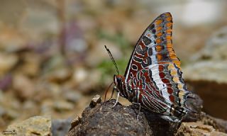 ift Kuyruklu Paa (Charaxes jasius )