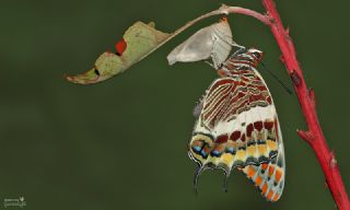 ift Kuyruklu Paa (Charaxes jasius )