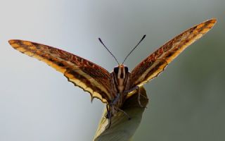 ift Kuyruklu Paa (Charaxes jasius )