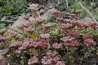 Anadolu Yrtkprt (Polygonia egea)