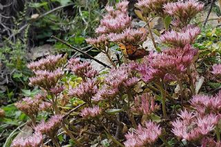 Anadolu Yrtkprt (Polygonia egea)