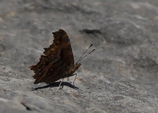 Anadolu Yrtkprt (Polygonia egea)