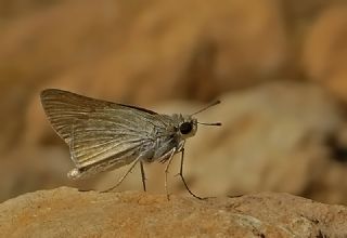 Nostrodamus (Gegenes nostrodamus )