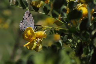 Anadolu Devmavisi (Glaucopsyche lessei)
