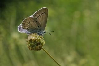 Anadolu Devmavisi (Glaucopsyche lessei)