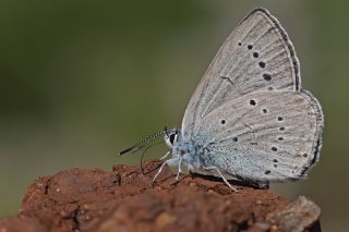 Anadolu Devmavisi (Iolana lessei)