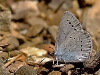 Anadolu Devmavisi (Glaucopsyche lessei)