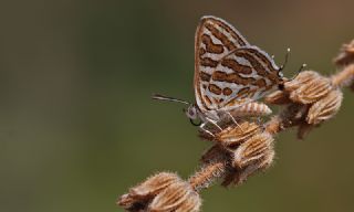eytanck (Cigaritis acamas)