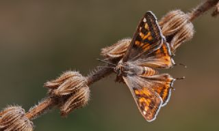 eytanck (Cigaritis acamas)