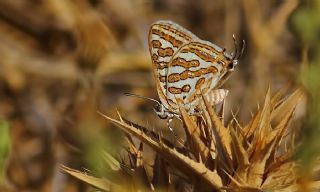 eytanck (Cigaritis acamas)