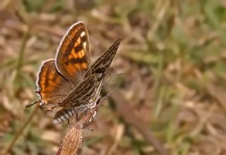 eytanck (Cigaritis acamas)