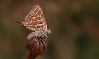 eytanck (Cigaritis acamas)