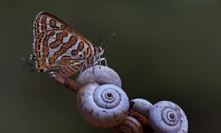 eytanck (Cigaritis acamas)