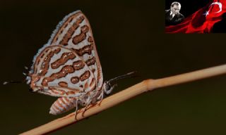 eytanck (Cigaritis acamas)