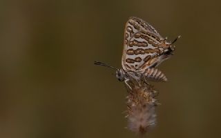 eytanck (Cigaritis acamas)