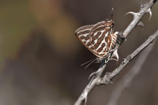 eytanck (Cigaritis acamas)