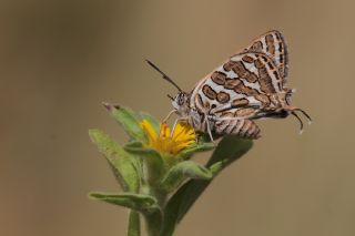 eytanck (Cigaritis acamas)