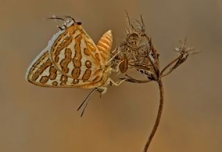 eytanck (Cigaritis acamas)