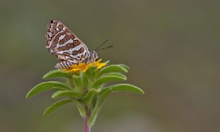 eytanck (Cigaritis acamas)