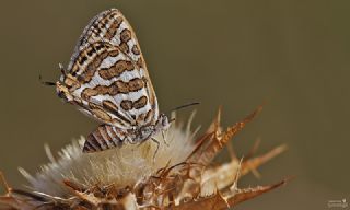 eytanck (Cigaritis acamas)