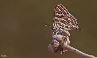 eytanck (Cigaritis acamas)