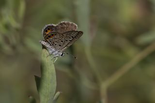 Mcevher Kelebei (Chilades trochylus)