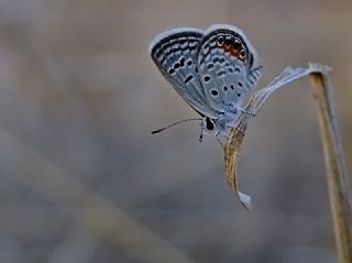 Mcevher Kelebei (Chilades trochylus)