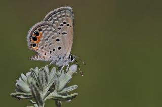 Mcevher Kelebei (Chilades trochylus)