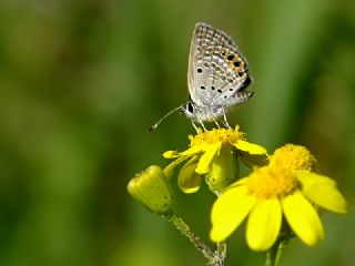 Mcevher Kelebei (Chilades trochylus)