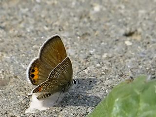 Mcevher Kelebei (Chilades trochylus)