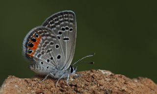 Mcevher Kelebei (Chilades trochylus)