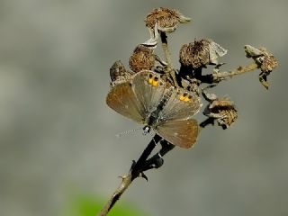 Mcevher Kelebei (Chilades trochylus)