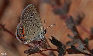 Mcevher Kelebei (Chilades trochylus)