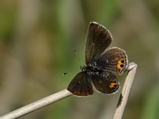 Mcevher Kelebei (Chilades trochylus)