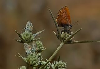Mcevher Kelebei (Chilades trochylus)