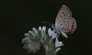 Mcevher Kelebei (Chilades trochylus)