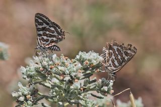 eytanck (Cigaritis acamas)