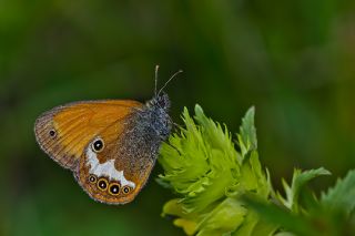 Funda Zpzp Perisi (Coenonympha arcania)