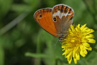 Funda Zpzp Perisi (Coenonympha arcania)